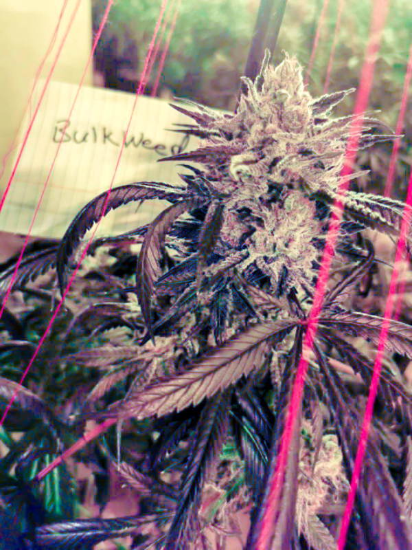 Bulk Weed Bud Picture