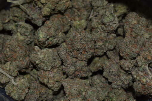 Gorilla Cookies Cannabis Strain
