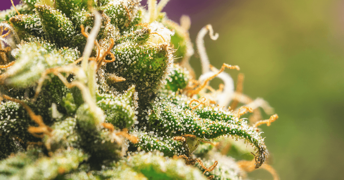 Benefits of The AAAA Premium Weed to The Human Body 
