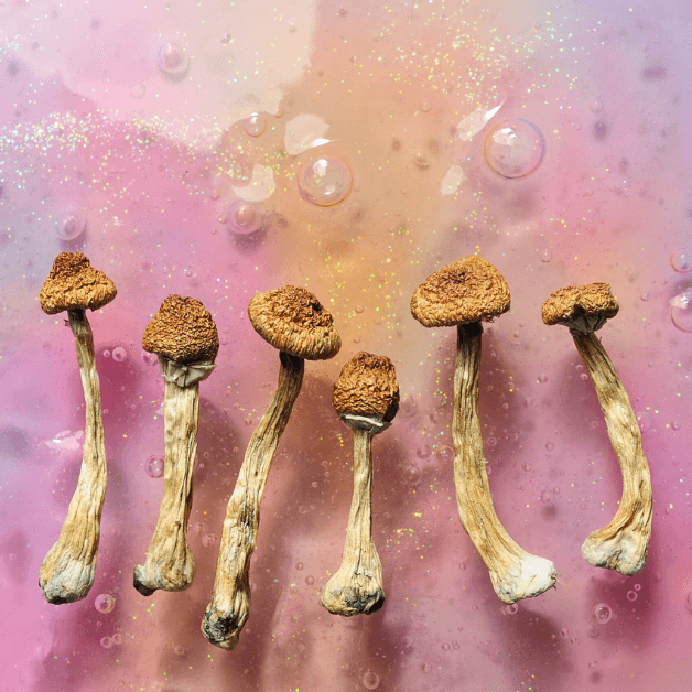 Different Types of Dried Shroom Strains