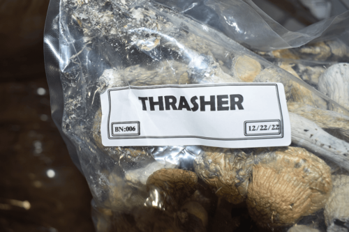 Thrasher Dried Shrooms