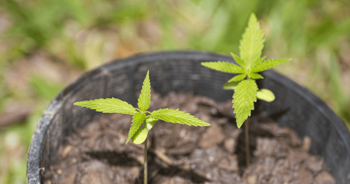 What Are the Different Stages of a Marijuana Plant Grow Cycle?