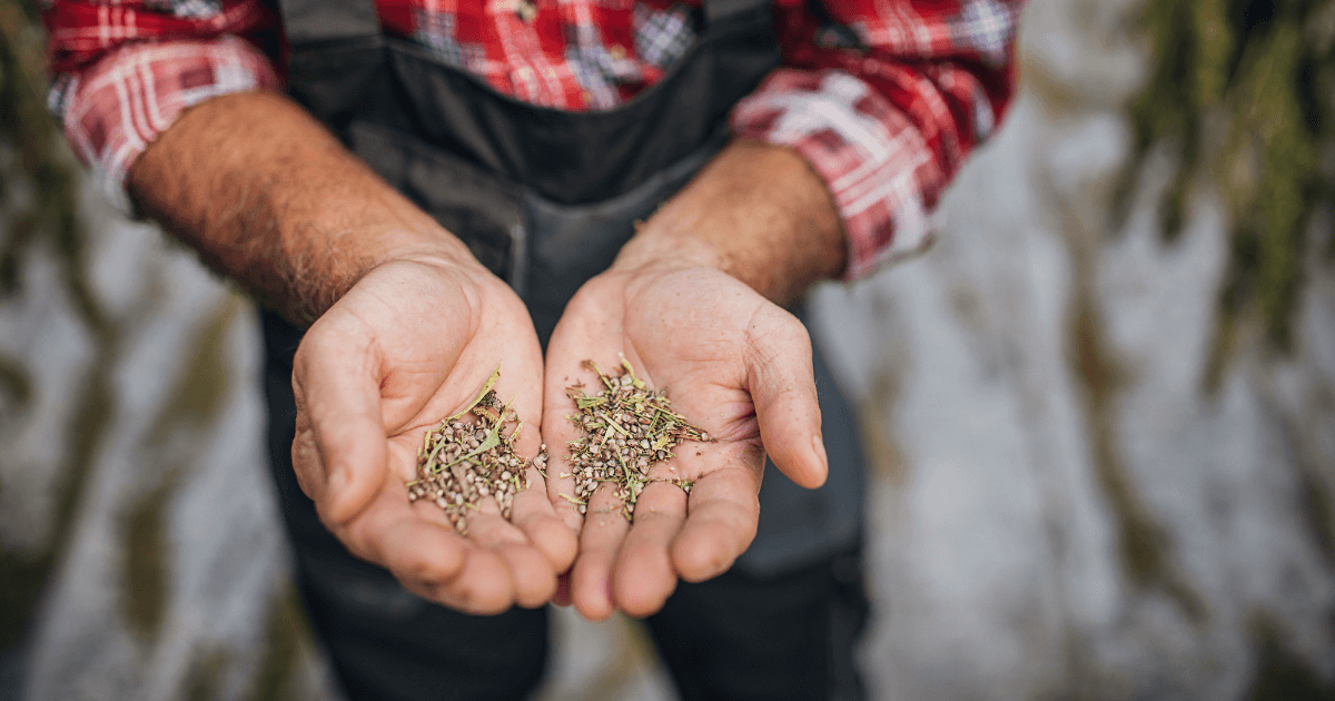 Where to Buy Cannabis Seeds Online?